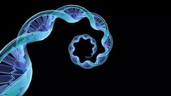 環(huán)形RNA表達(dá)調(diào)控與功能作用的新機(jī)制及其在生物科技中的應(yīng)用前景